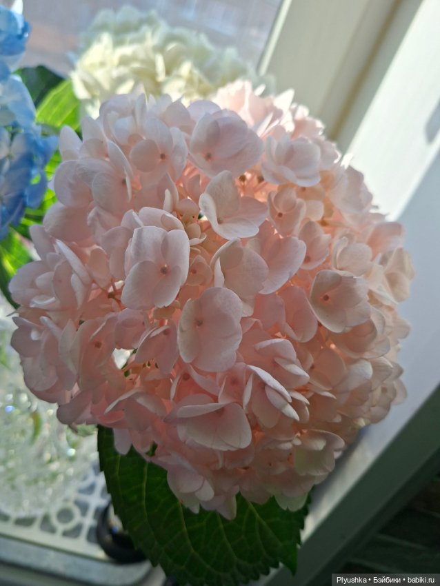 Саша, просто Саша — Куклы Sasha Morgenthaler (Саша Моргенталер): Trendon