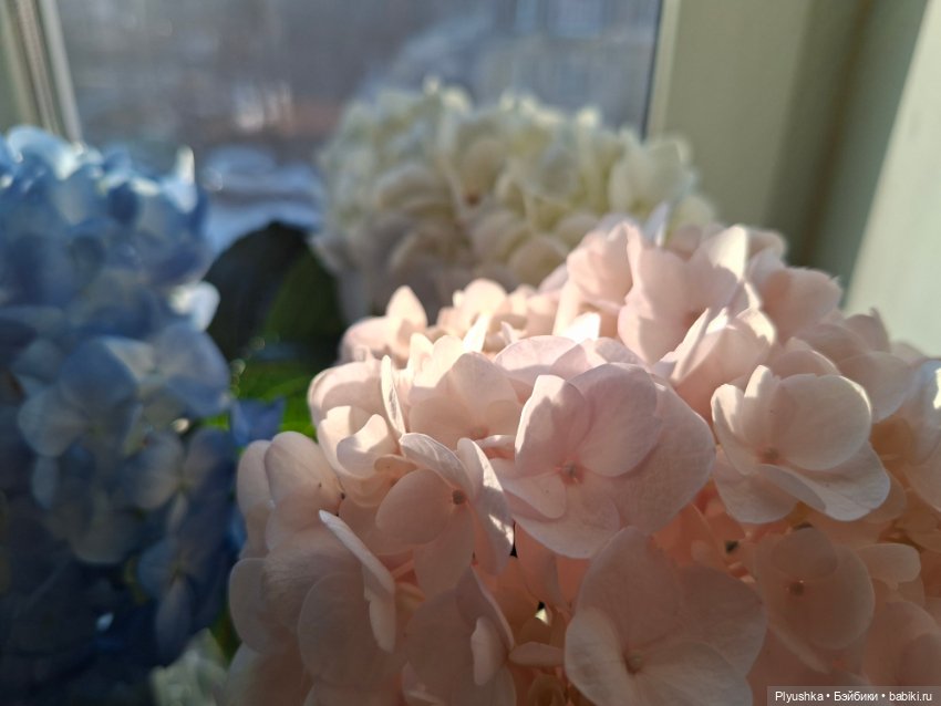 Саша, просто Саша — Куклы Sasha Morgenthaler (Саша Моргенталер): Trendon