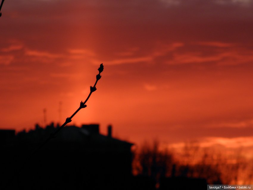 BeGoths Ворон в усадьбе Михалково Москва