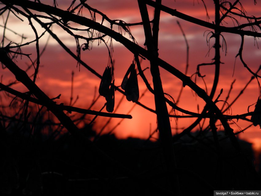 BeGoths Ворон в усадьбе Михалково Москва