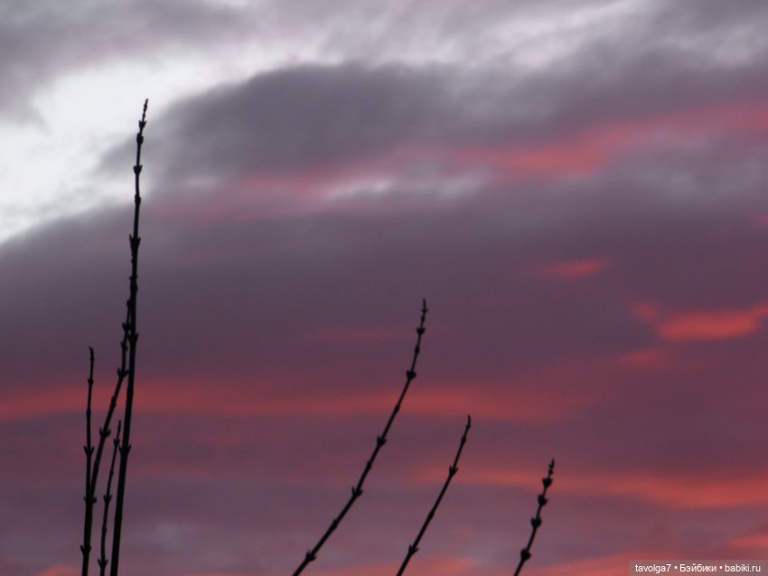 BeGoths Ворон в усадьбе Михалково Москва