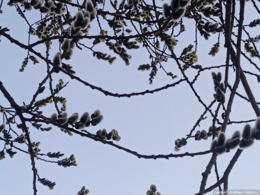 Нарышкинское Барокко и путешествие для Popo Milk