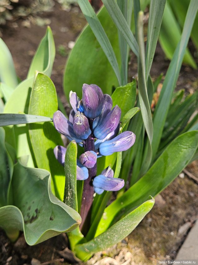 Первая весенняя прогулка — Куклы Gotz (Готц): Ханна