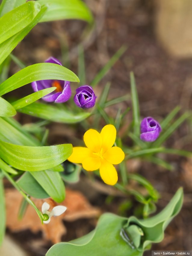 Первая весенняя прогулка — Куклы Gotz (Готц): Ханна