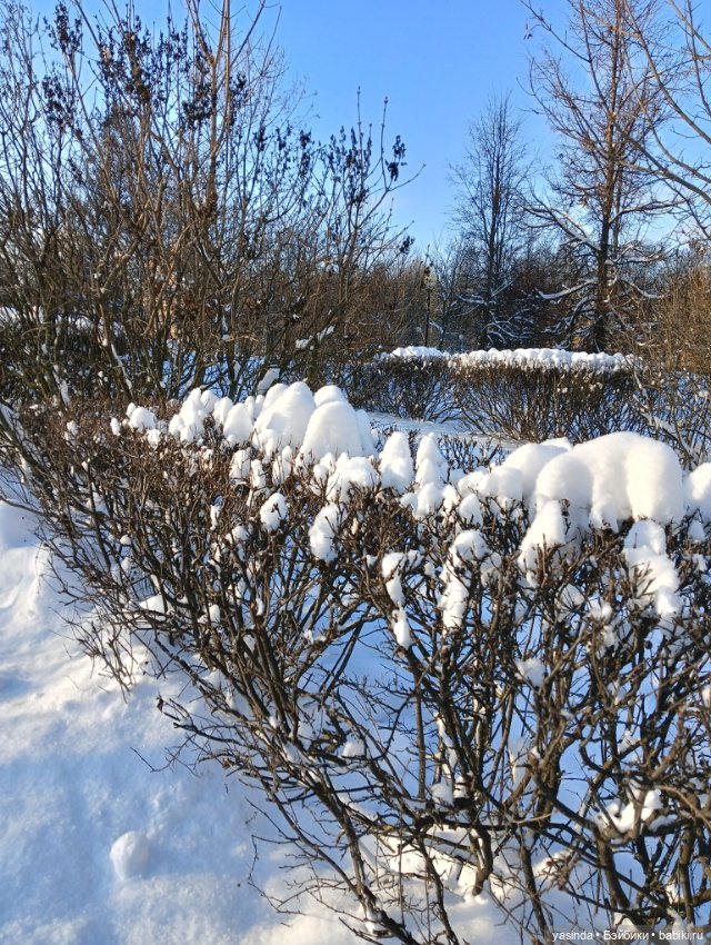 Настоящая зима — Азиатские виниловые куклы (разное): Китай (фото 3)