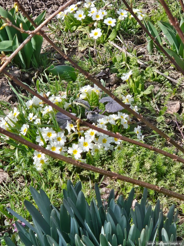 Первая весенняя прогулка — Куклы Gotz (Готц): Ханна