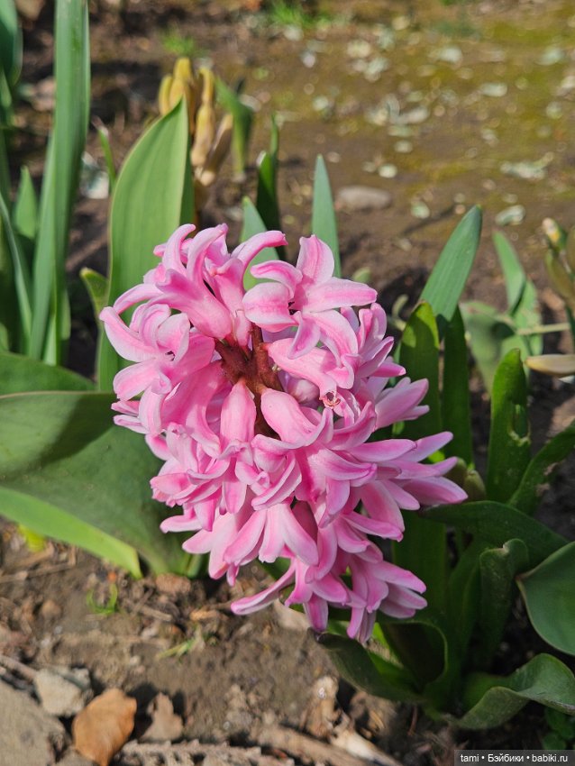 Первая весенняя прогулка — Куклы Gotz (Готц): Ханна