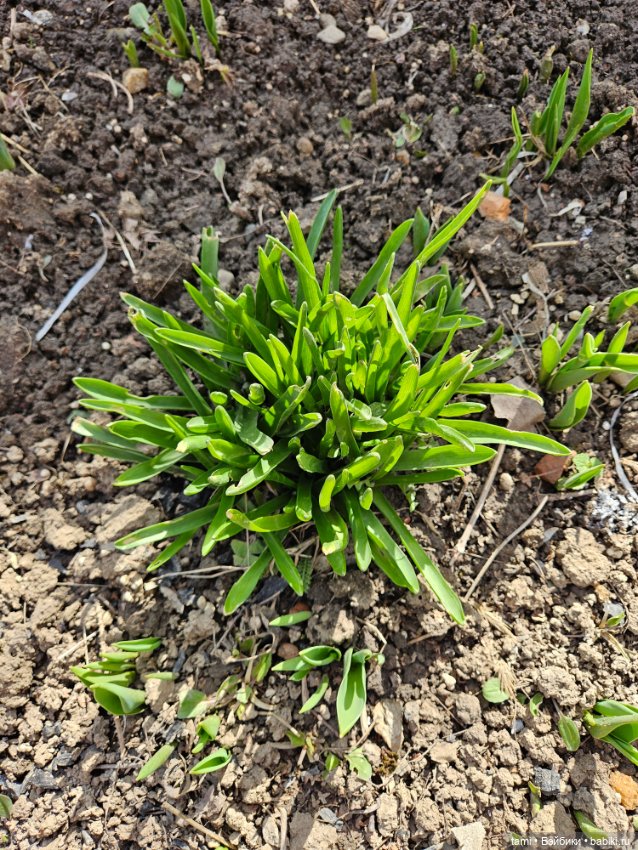 Первая весенняя прогулка — Куклы Gotz (Готц): Ханна (фото 8)