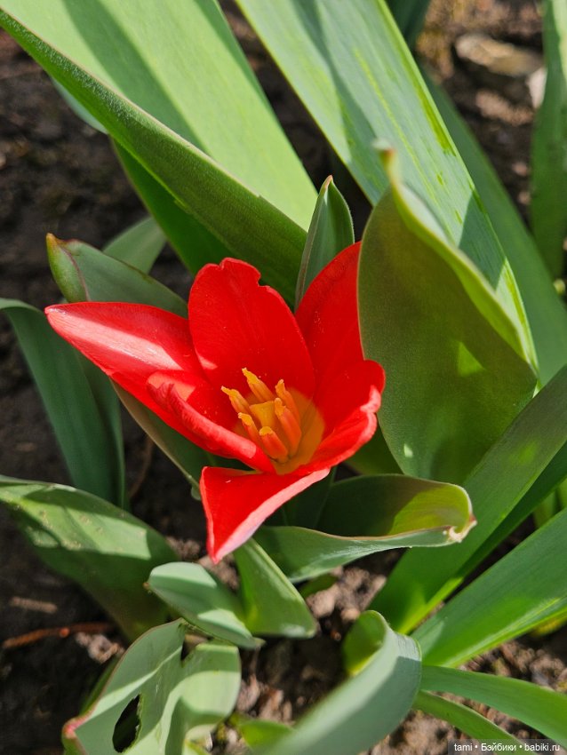 Первая весенняя прогулка — Куклы Gotz (Готц): Ханна