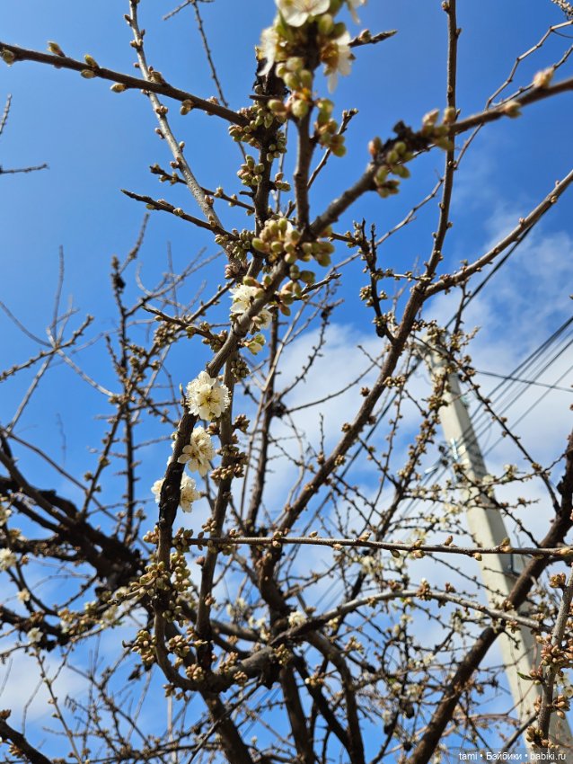 Первая весенняя прогулка — Куклы Gotz (Готц): Ханна