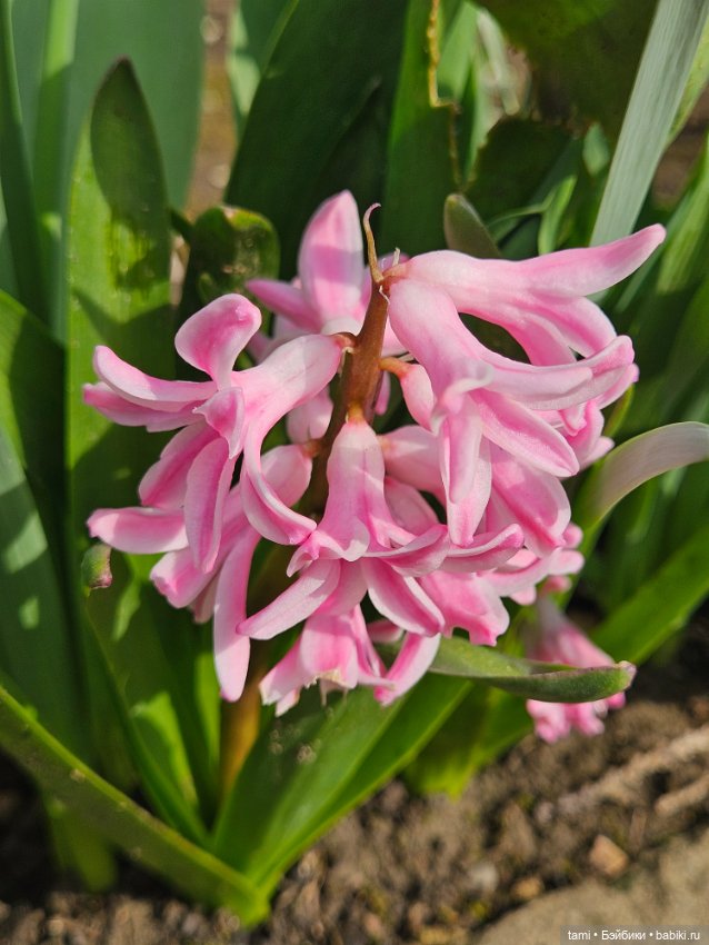Первая весенняя прогулка — Куклы Gotz (Готц): Ханна