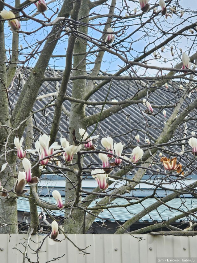 Первая весенняя прогулка — Куклы Gotz (Готц): Ханна