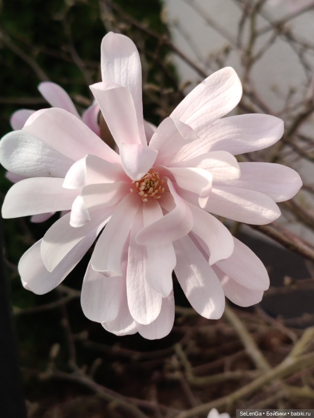 Сакура цветет — Куклы Takara Tomy (Такара): Licca (Ликка)