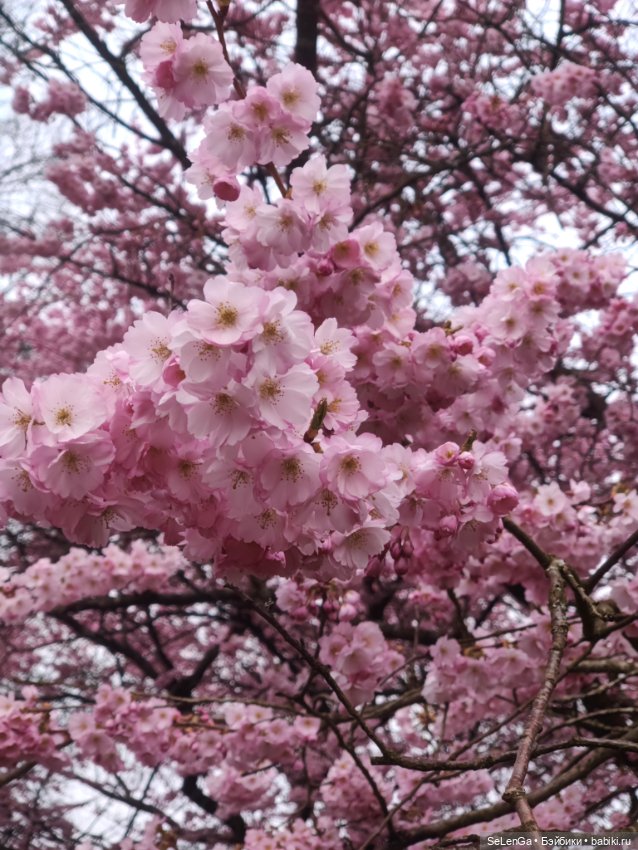 Сакура цветет — Куклы Takara Tomy (Такара): Licca (Ликка)