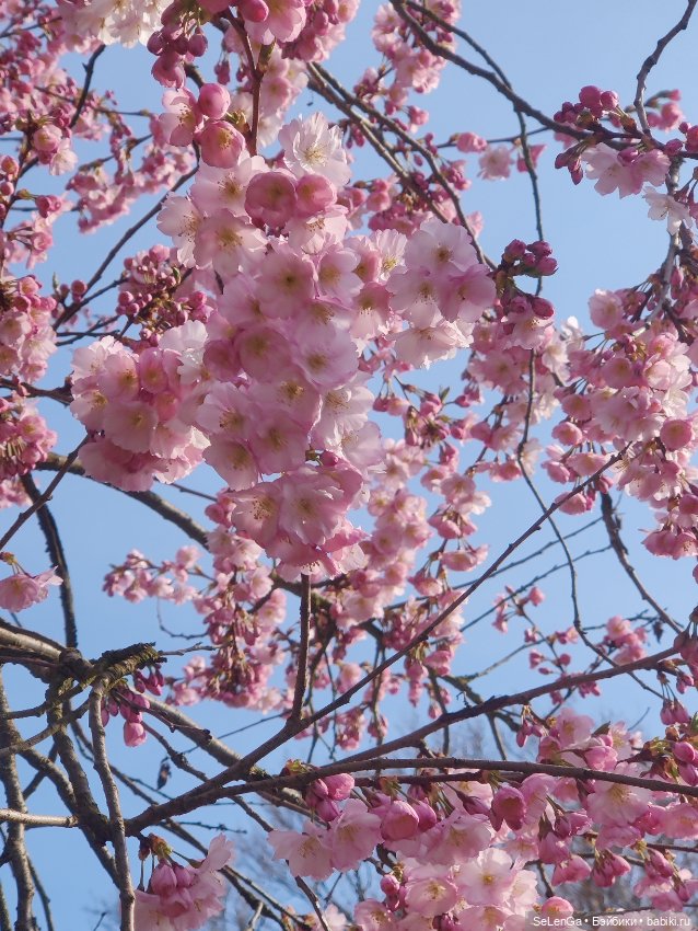 Сакура цветет — Куклы Takara Tomy (Такара): Licca (Ликка) (фото 5)