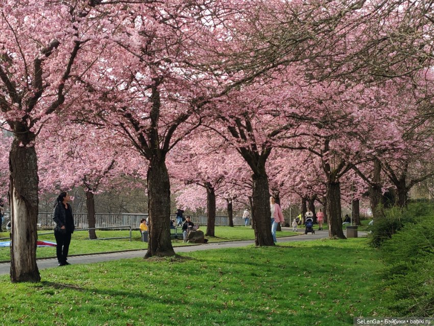 Сакура цветет — Куклы Takara Tomy (Такара): Licca (Ликка)