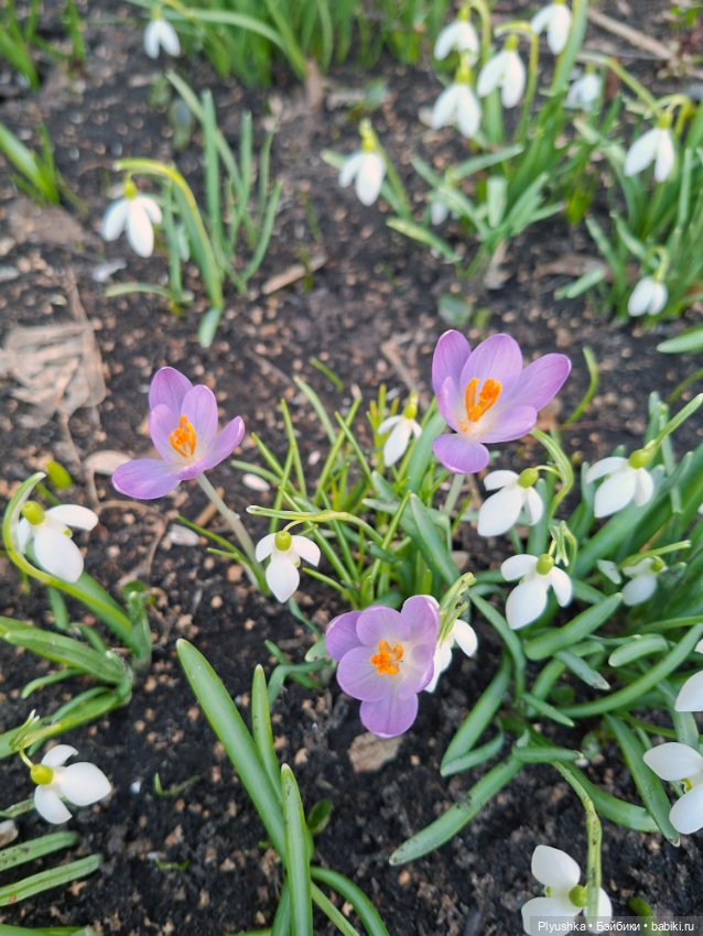 Весна, подснежники, Бабл — Разные шарнирные куклы (не БЖД): редкие