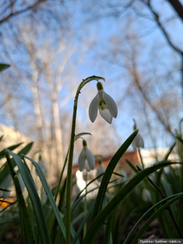 Весна, подснежники, Бабл — Разные шарнирные куклы (не БЖД): редкие