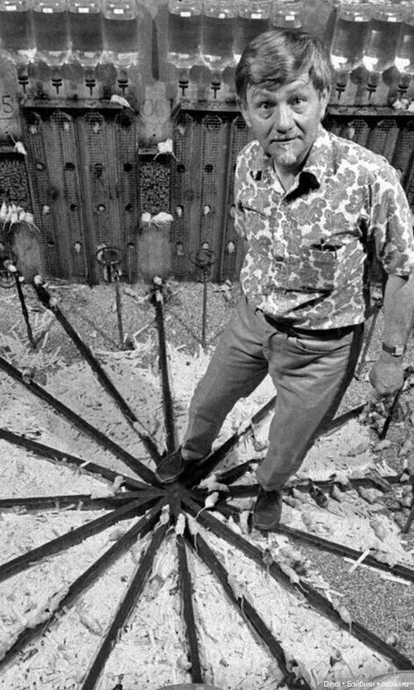 Эксперимент «Вселенная-25»: почему идеальный рай погубил популяцию мышей (фото 2)