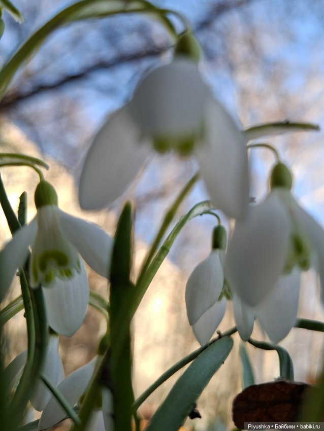 Весна, подснежники, Бабл — Разные шарнирные куклы (не БЖД): редкие