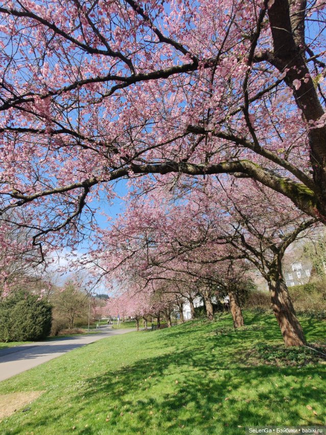 Сакура цветет — Куклы Takara Tomy (Такара): Licca (Ликка) (фото 2)