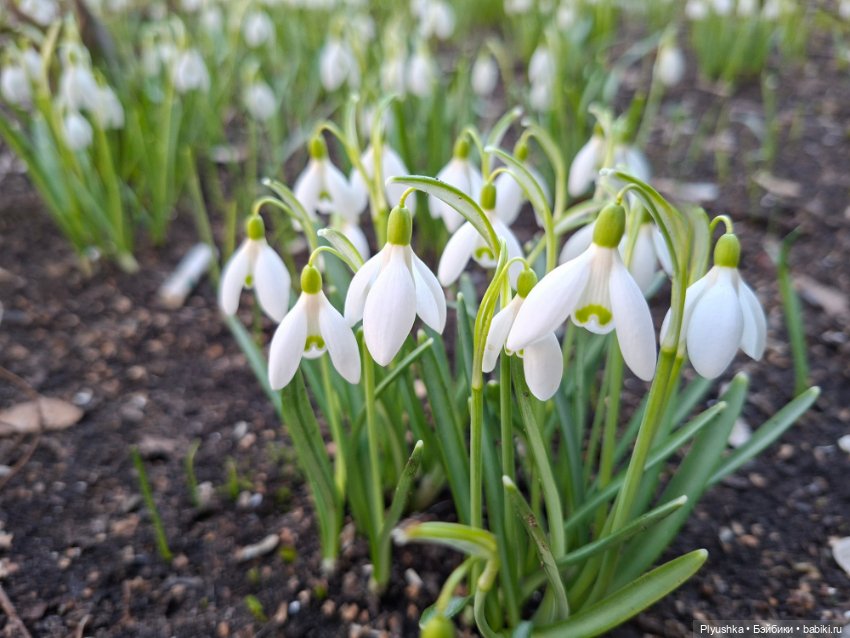 Весна, подснежники, Бабл — Разные шарнирные куклы (не БЖД): редкие (фото 6)