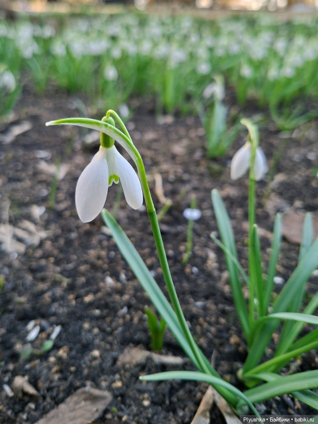 Весна, подснежники, Бабл — Разные шарнирные куклы (не БЖД): редкие (фото 10)