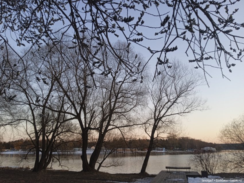 Верба - цвет, свет, живопись