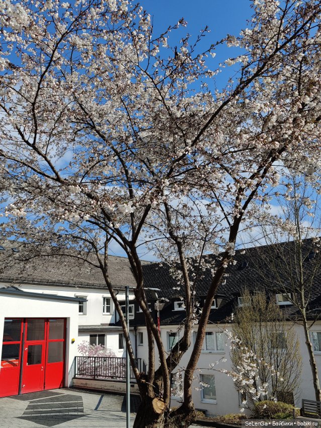 Сакура цветет — Куклы Takara Tomy (Такара): Licca (Ликка) (фото 8)