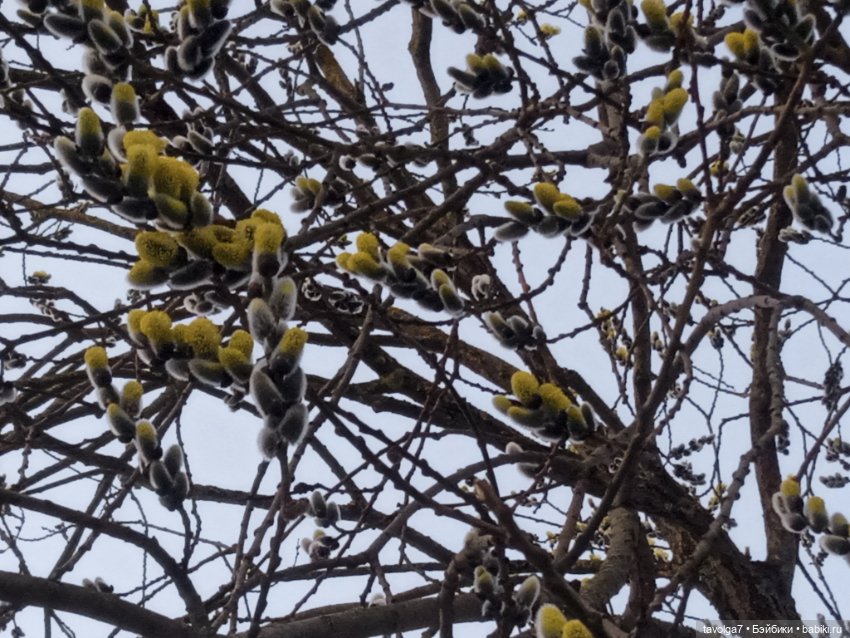 Верба - цвет, свет, живопись