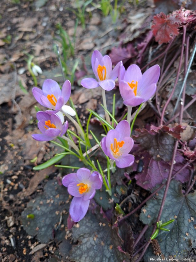Весна, подснежники, Бабл — Разные шарнирные куклы (не БЖД): редкие