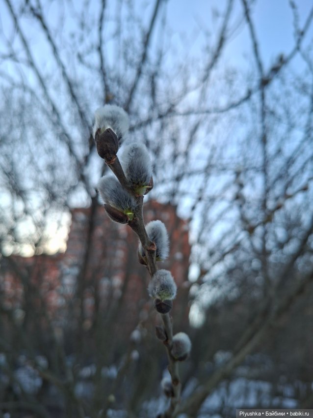 Весна, подснежники, Бабл — Разные шарнирные куклы (не БЖД): редкие (фото 3)