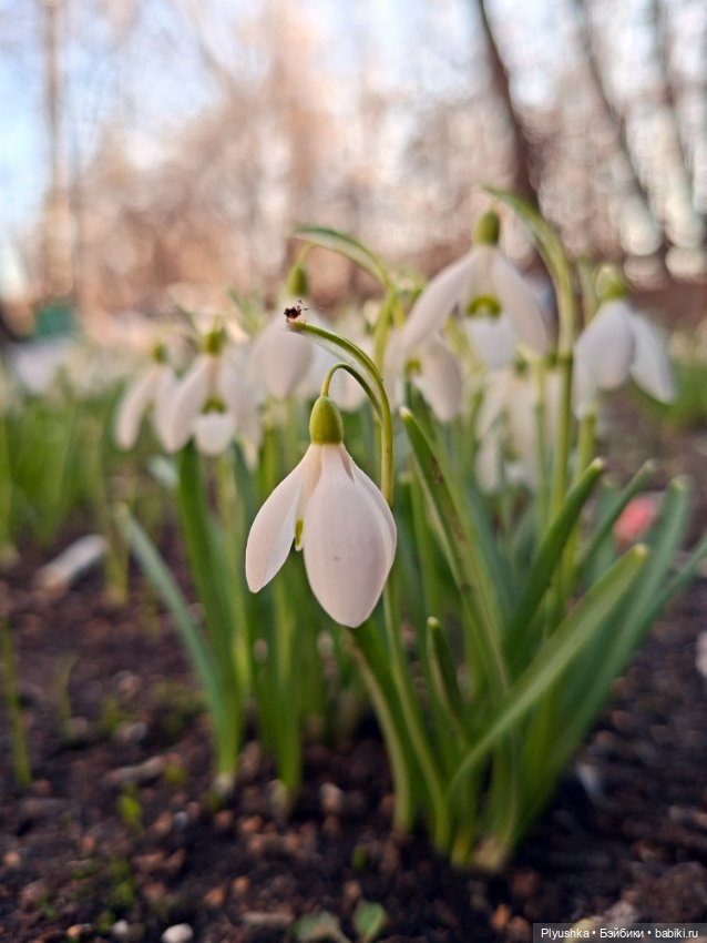 Весна, подснежники, Бабл — Разные шарнирные куклы (не БЖД): редкие (фото 8)