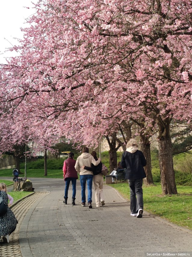 Сакура цветет — Куклы Takara Tomy (Такара): Licca (Ликка)