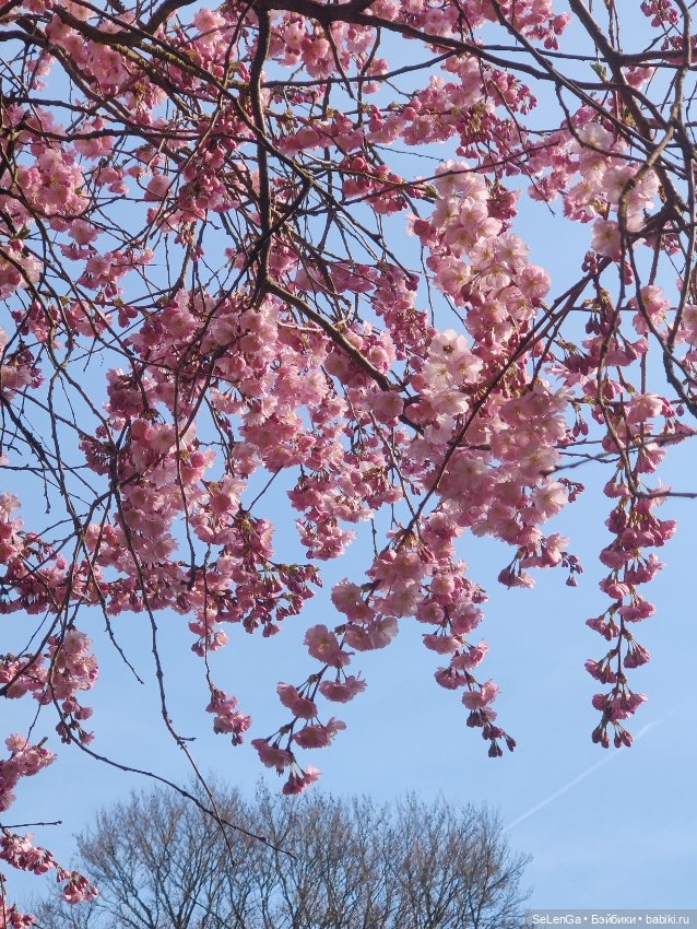 Сакура цветет — Куклы Takara Tomy (Такара): Licca (Ликка)