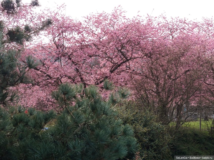 Сакура цветет — Куклы Takara Tomy (Такара): Licca (Ликка)