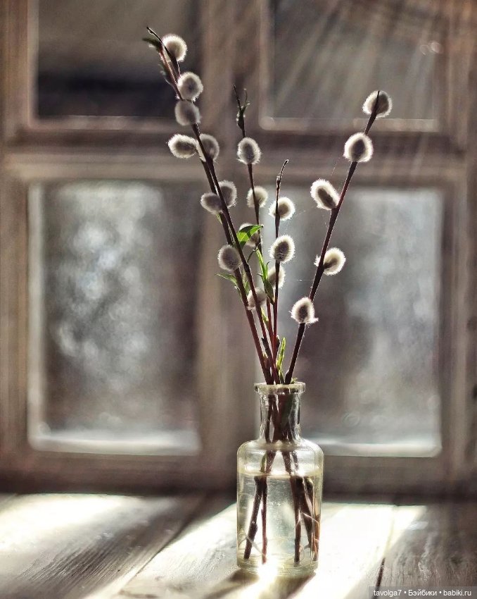 Верба - цвет, свет, живопись (фото 2)