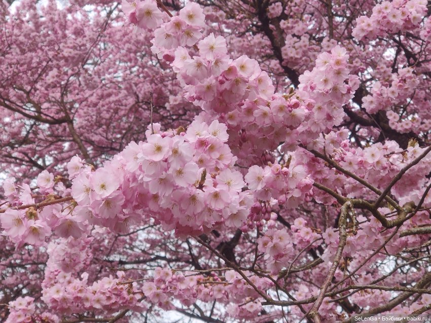 Сакура цветет — Куклы Takara Tomy (Такара): Licca (Ликка)