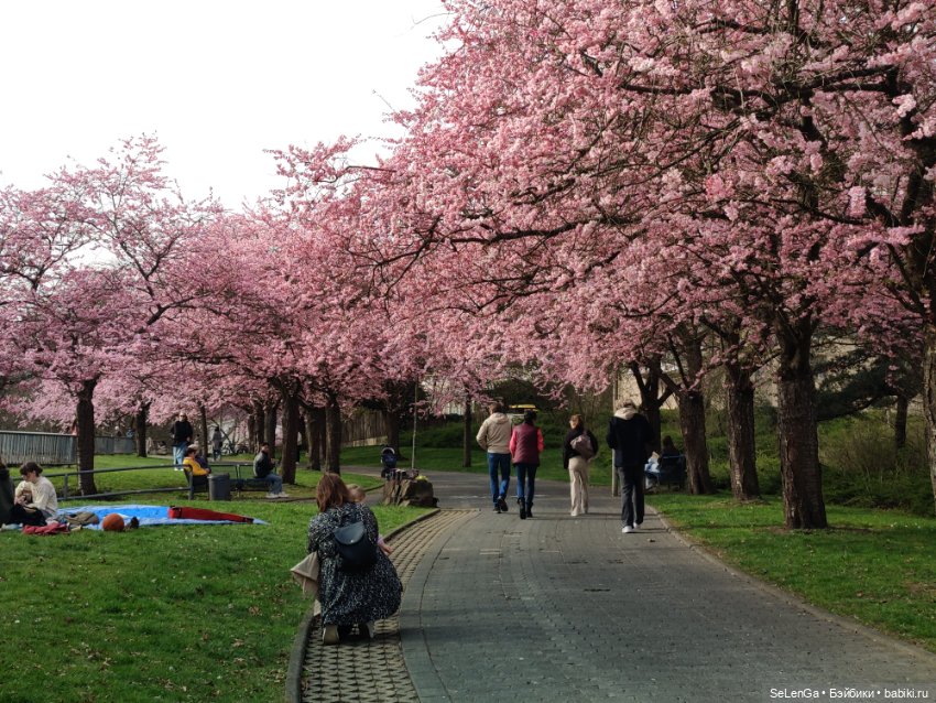 Сакура цветет — Куклы Takara Tomy (Такара): Licca (Ликка)