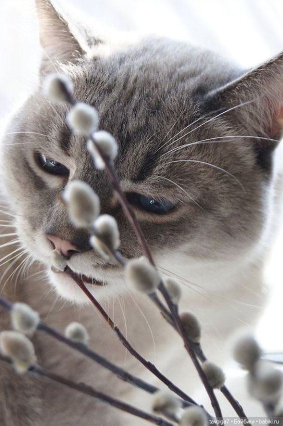 Верба - цвет, свет, живопись