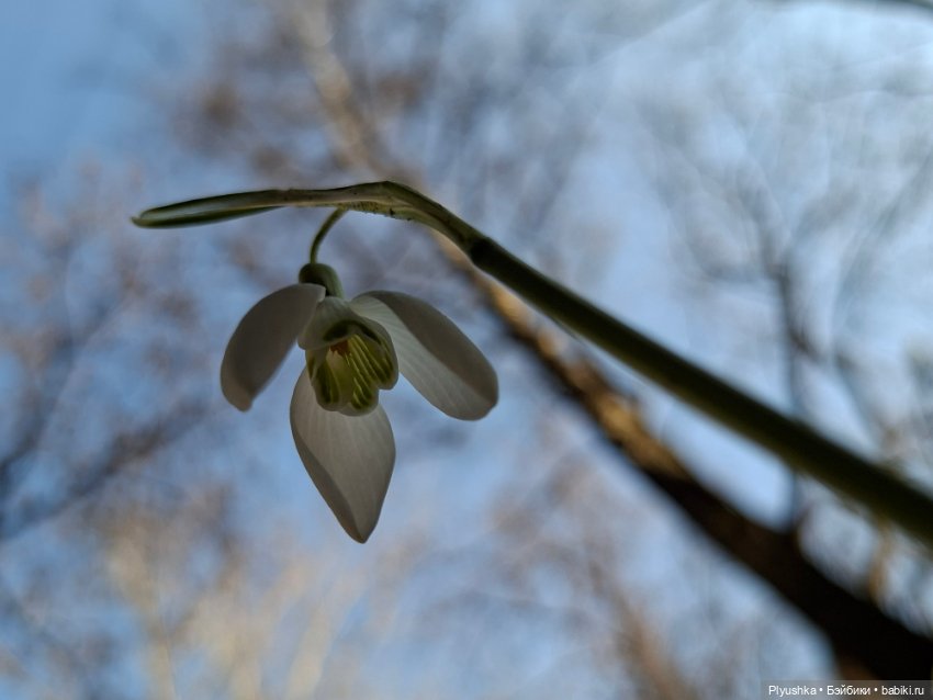 Весна, подснежники, Бабл — Разные шарнирные куклы (не БЖД): редкие