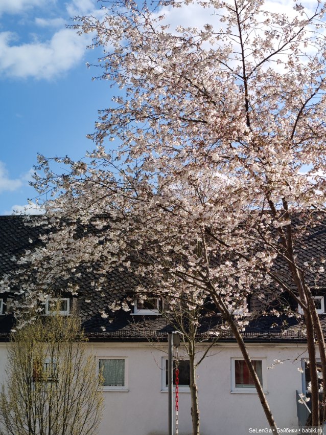 Сакура цветет — Куклы Takara Tomy (Такара): Licca (Ликка) (фото 7)