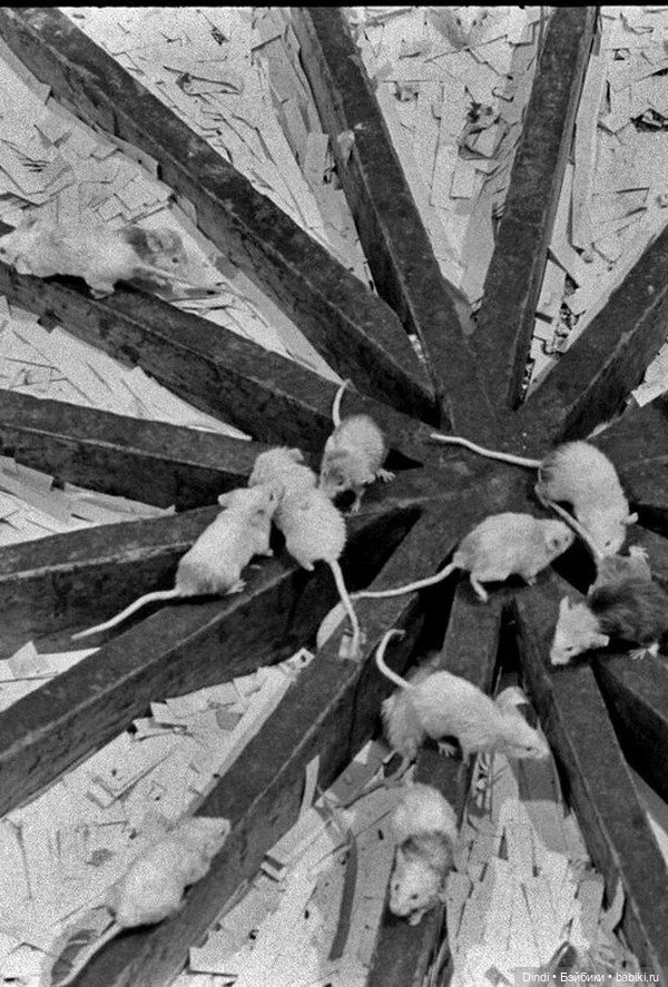 Эксперимент «Вселенная-25»: почему идеальный рай погубил популяцию мышей