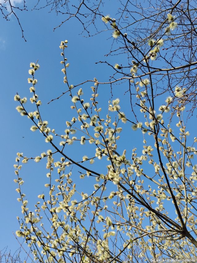 Сакура цветет — Куклы Takara Tomy (Такара): Licca (Ликка) (фото 6)