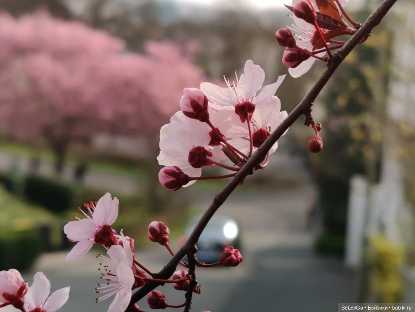 Сакура цветет — Куклы Takara Tomy (Такара): Licca (Ликка)