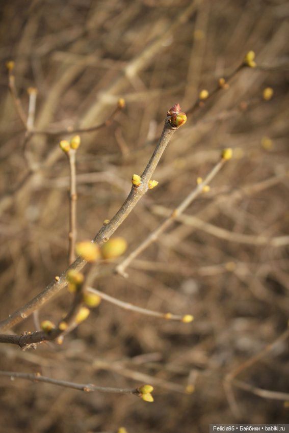 Сумка ,вдохновение Pinterest и Каморра