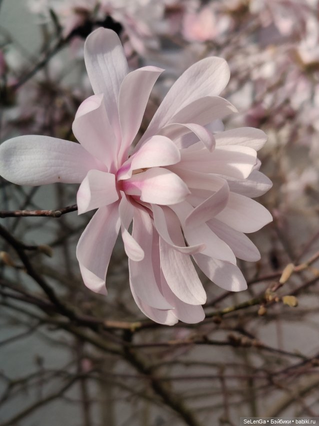 Сакура цветет — Куклы Takara Tomy (Такара): Licca (Ликка)