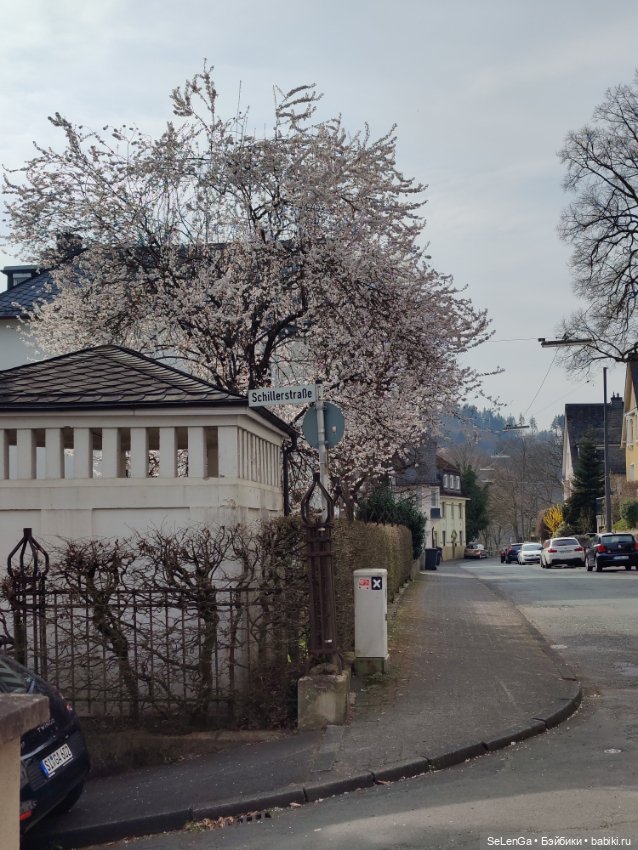 Сакура цветет — Куклы Takara Tomy (Такара): Licca (Ликка)