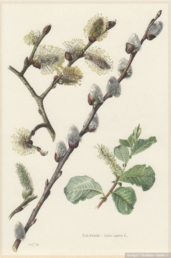 Верба - котики, вышивка, винтажные открытки