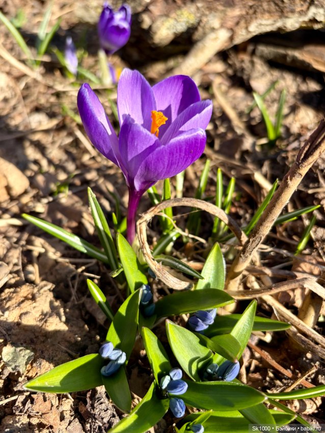 На поиски первоцветов с эльфочкой (от Инны Павловой)